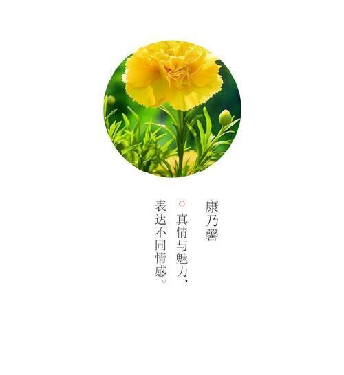 花语珍爱如何表达？在花语中代表了什么？
