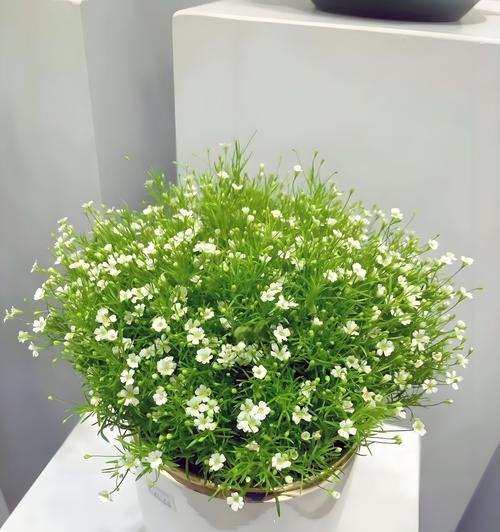 花语珍爱如何表达？在花语中代表了什么？