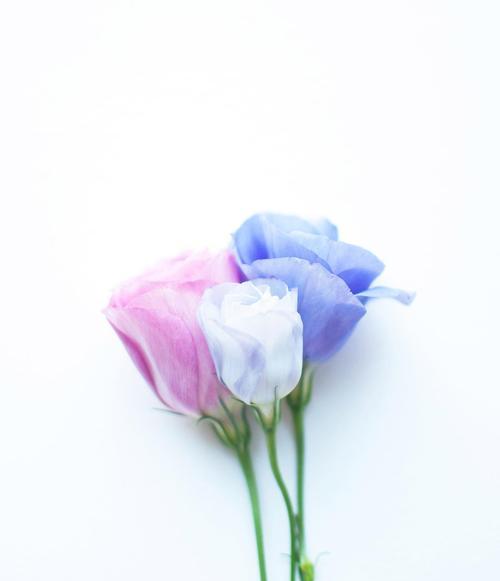花语迎接代表了什么？在欢迎场合应该如何使用？