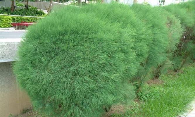 花语木行有哪些特点？花语木行的寓意是什么？