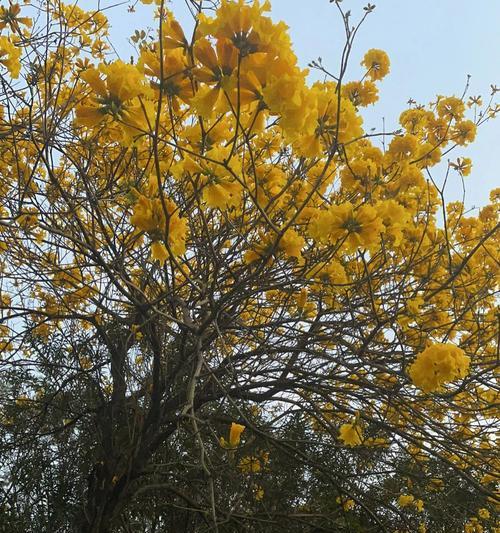 花语木行有哪些特点？花语木行的寓意是什么？