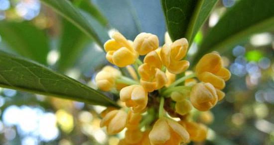 金的花语代表什么？金的花语有何特别之处？