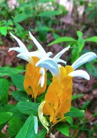 金的花语代表什么？金的花语有何特别之处？