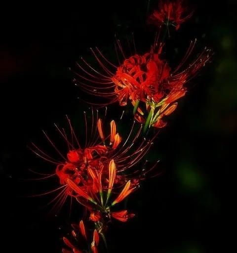 鹅绒花语的含义是什么？鹅绒花语有哪些独特之处？