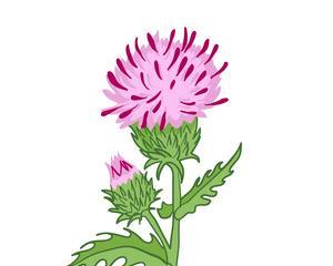 翼蓟花语有何深意？翼蓟花语的象征是什么？