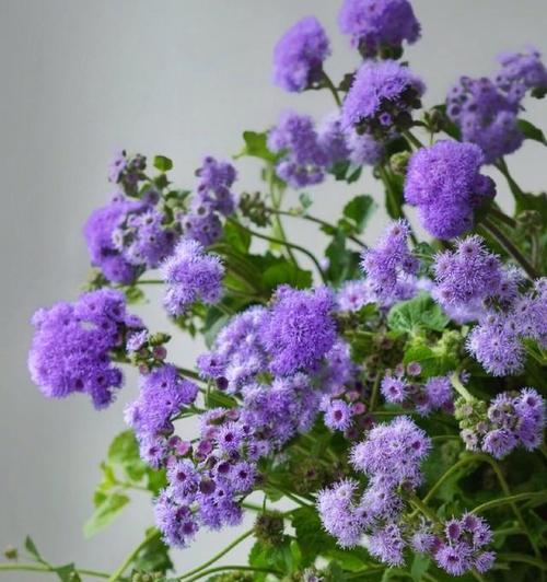 翼蓟花语有何深意？翼蓟花语的象征是什么？
