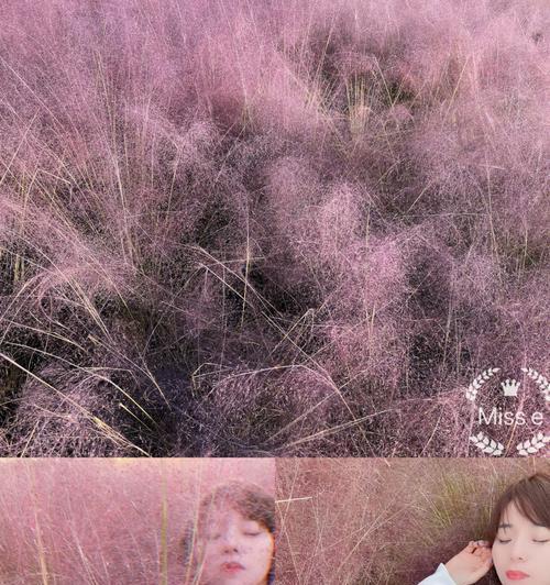 乱花花语指的是什么？乱花花语有哪些解释？