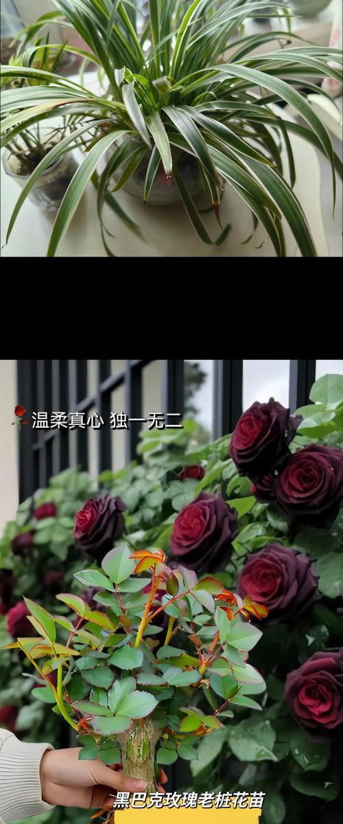 乱花花语指的是什么？乱花花语有哪些解释？