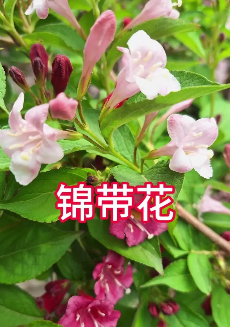 乱花花语指的是什么？乱花花语有哪些解释？