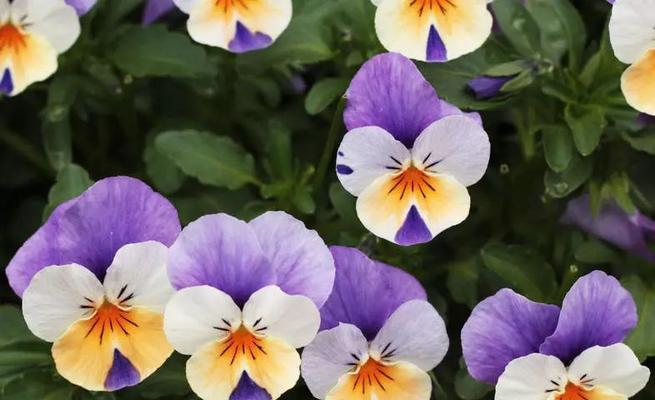 水堇花语有何寓意？水堇花语的解释是什么？
