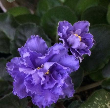 水堇花语有何寓意？水堇花语的解释是什么？