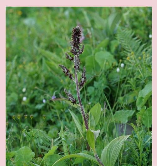 藜芦花语有何含义？藜芦花语的特点是什么？