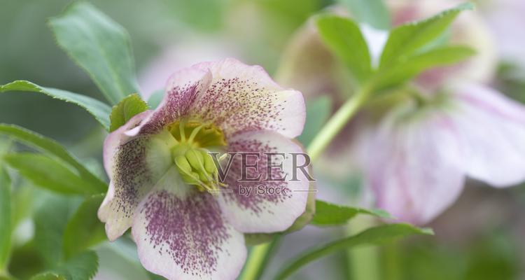 藜芦花语有何含义？藜芦花语的特点是什么？