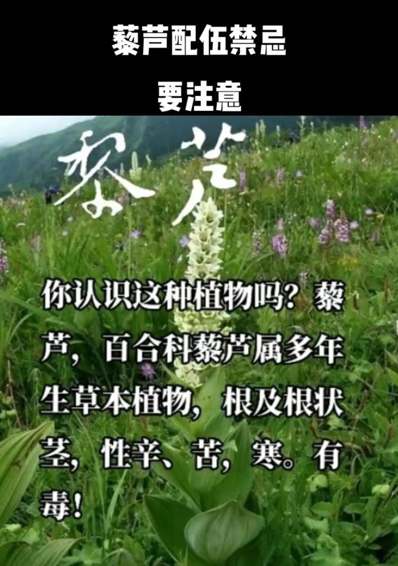 藜芦花语有何含义？藜芦花语的特点是什么？