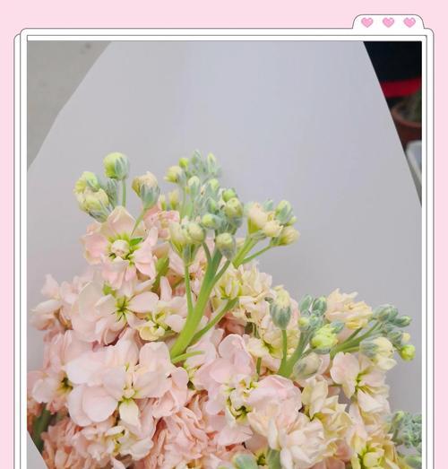 臭花花语指的是什么？臭花花语有何特别之处？