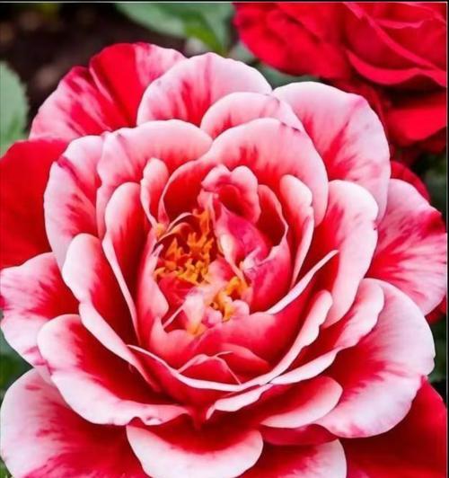 玫塳花语是什么意思？玫塳花语的含义是什么？