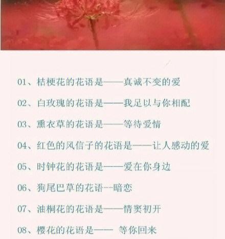 连的花语有何寓意？连的花语的特点是什么？