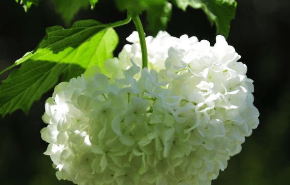 毛绒花语指的是什么？毛绒花语的解释是什么？