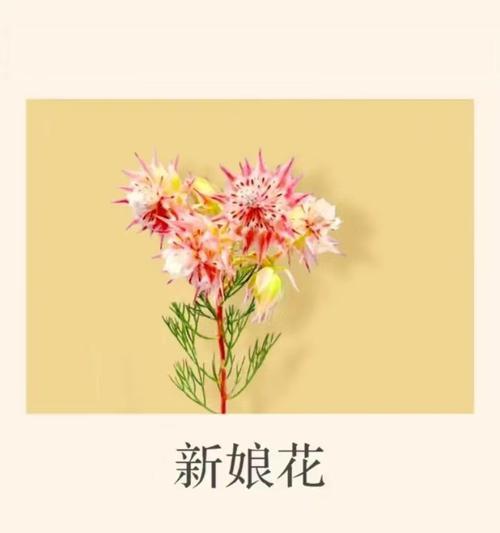 毛绒花语指的是什么？毛绒花语的解释是什么？