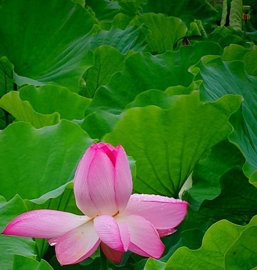 爱莲花语有何含义？爱莲花语的象征是什么？