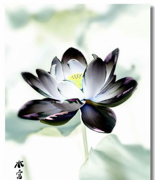 爱莲花语有何含义？爱莲花语的象征是什么？