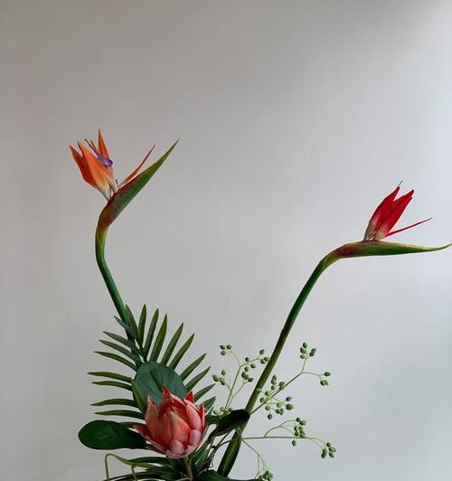 半鸟花语是什么意思？如何正确理解半鸟花的寓意？