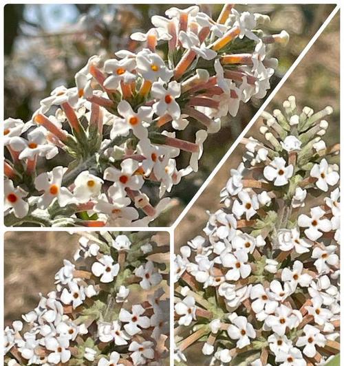 月蒙花语代表了什么？月蒙花的寓意是什么？