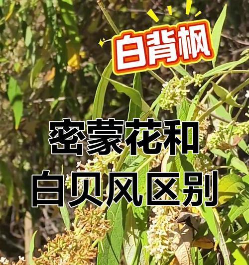 月蒙花语代表了什么？月蒙花的寓意是什么？