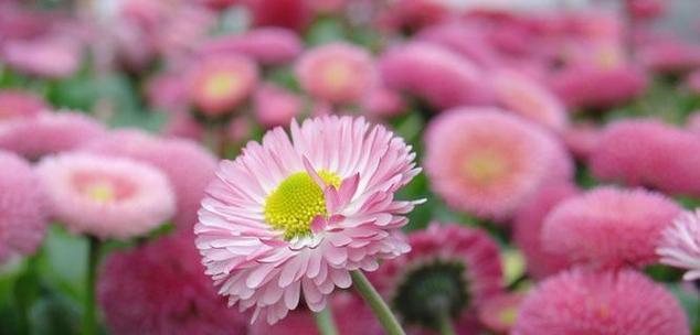 东青花语的寓意是什么？东青花代表了哪些情感？