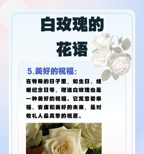 白勿花语有什么特别之处？白勿花象征着什么？