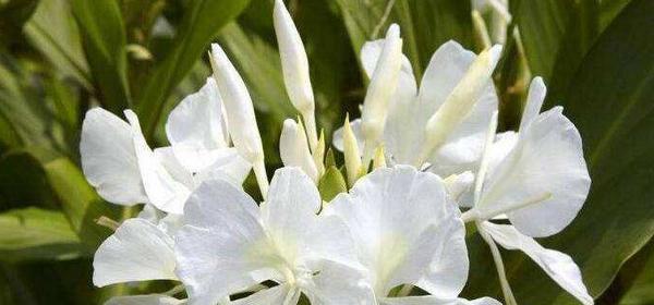 白勿花语有什么特别之处？白勿花象征着什么？