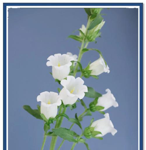 荑草花语是什么？荑草象征着什么？