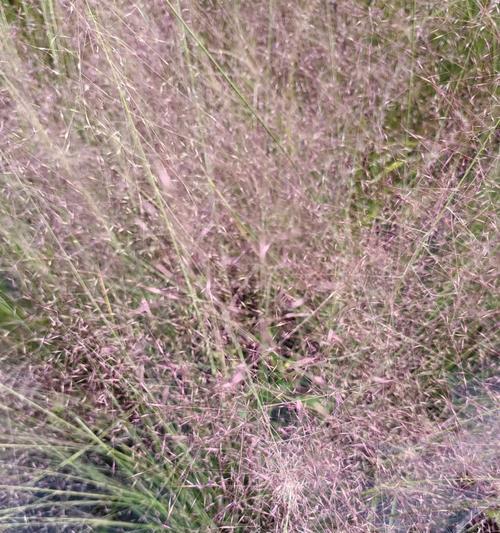 荑草花语是什么？荑草象征着什么？
