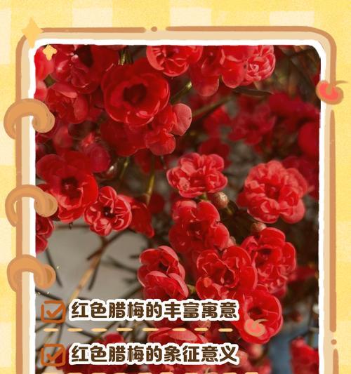 见梅花语有哪些含义？梅花代表了哪些精神？