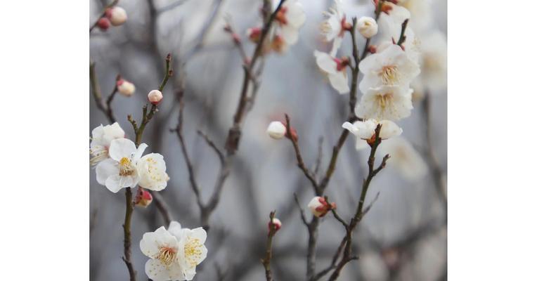 见梅花语有哪些含义？梅花代表了哪些精神？