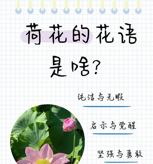 荷花语意是什么？荷花象征着什么？