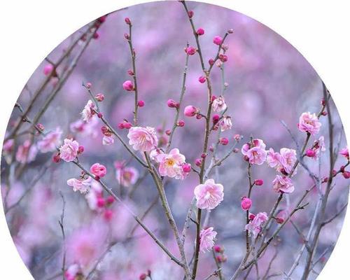 江梅花语有哪些？江梅代表了哪些情感？