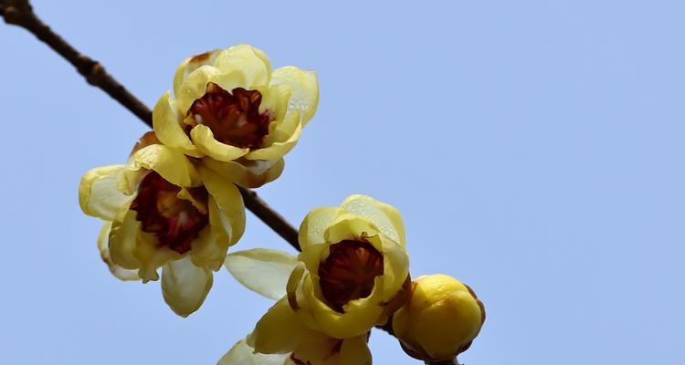 江梅花语有哪些？江梅代表了哪些情感？