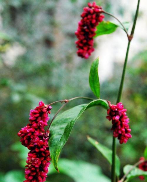 荭草花语的寓意是什么？荭草象征着什么？