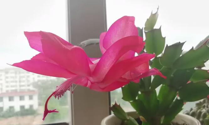兔耳花语有哪些含义？兔耳花代表了哪些意义？