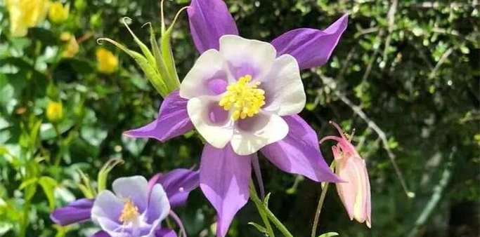 天蔓花语是什么意思？天蔓花象征着什么？