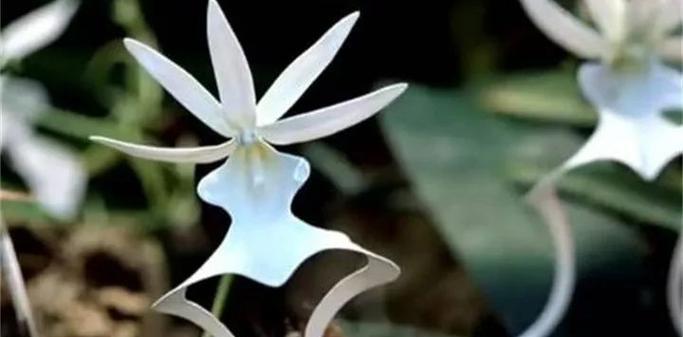 天蔓花语是什么意思？天蔓花象征着什么？