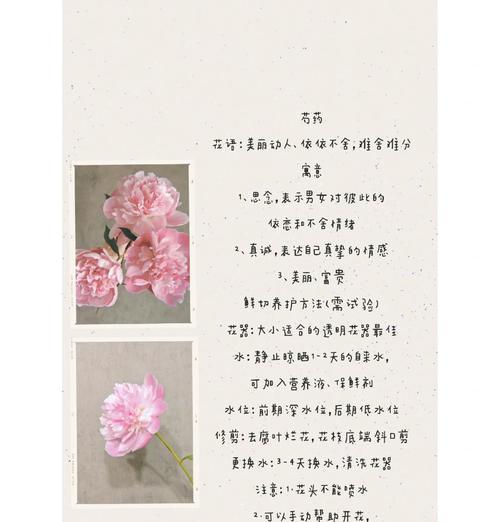 芍花花语有哪些？芍花代表了哪些情感？