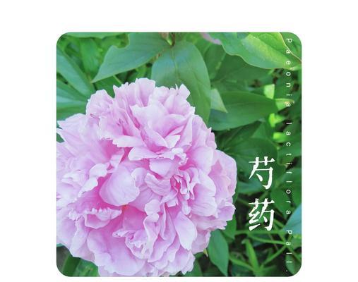 芍花花语有哪些？芍花代表了哪些情感？