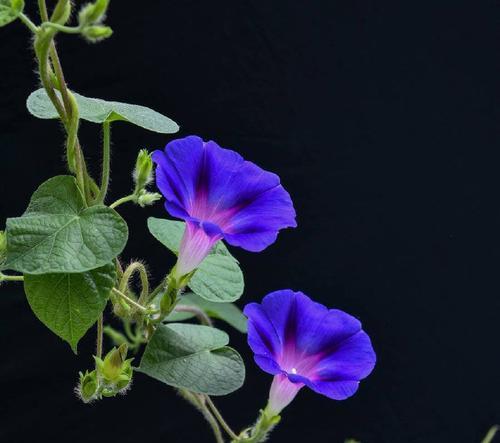 嗽叭花语是什么意思？嗽叭花象征着什么？