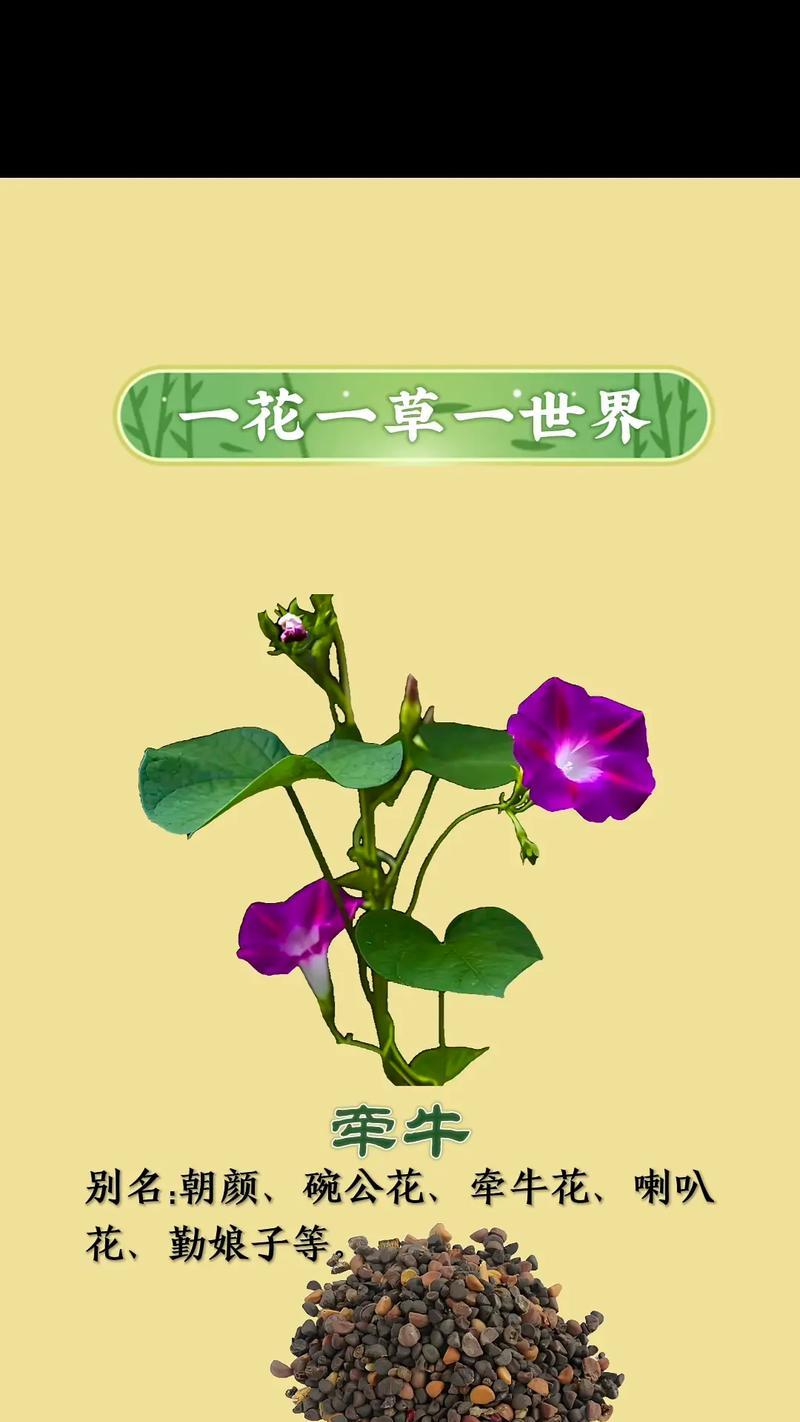 嗽叭花语是什么意思？嗽叭花象征着什么？