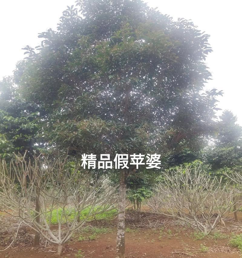 萍婆花语是什么？萍婆象征着什么？