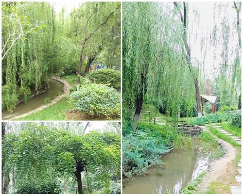 水葱花语是什么？如何用它表达情感？