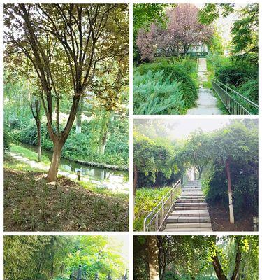 水葱花语是什么？如何用它表达情感？