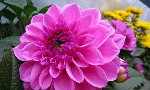 紫背花语的深层含义是什么？适合哪种场合？